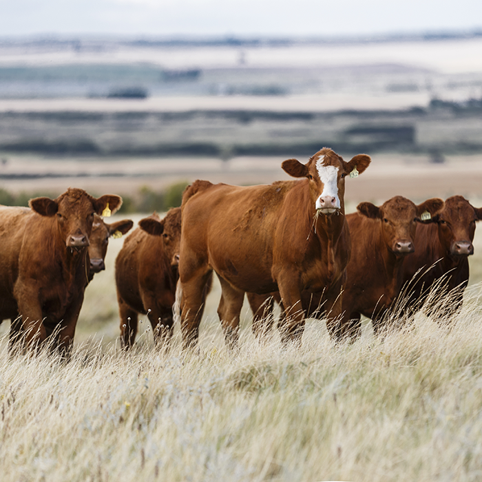 Cattle standing in a field facing the camera.